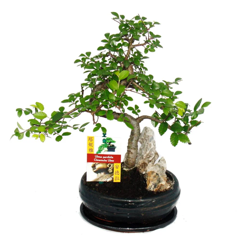 Bonsai chinesische Ulme - Ulmus parviflora - Felslandschaft - ca. 8 Jahre - Image 2