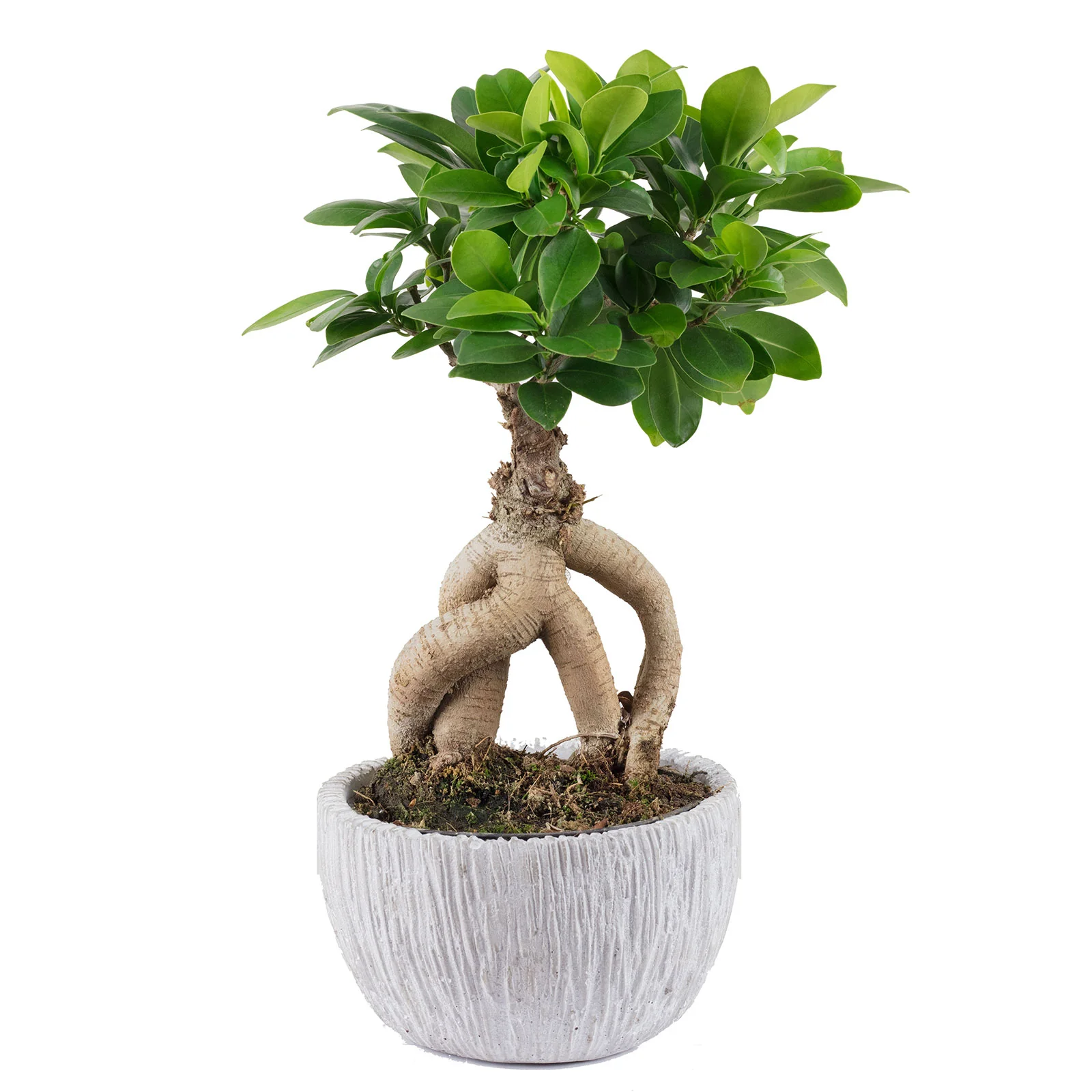 Bonsai Feige - Höhe ca. 28 cm, Topf-Ø 14 cm - Ficus Microcarpa Ginseng Fuji