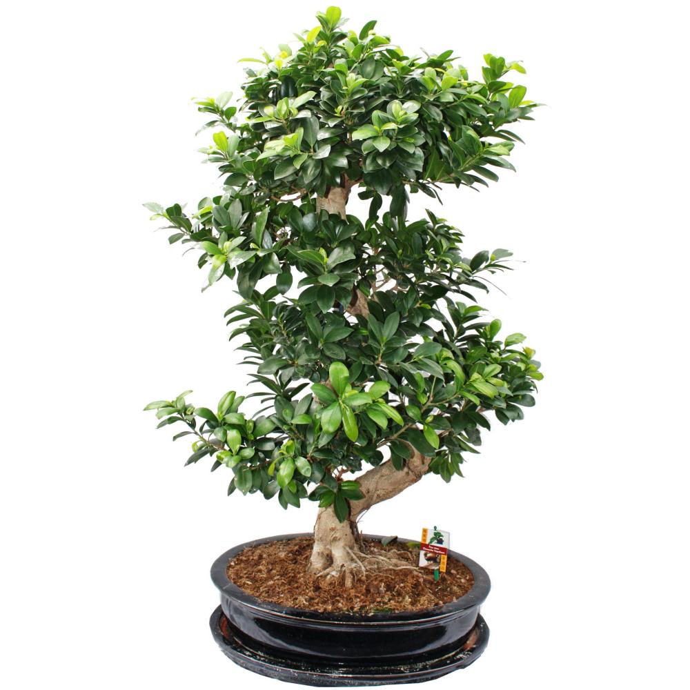 Bonsai Thai-Ficus - Ficus microcarpa - ca. 12-15 Jahre - in Keramikschale