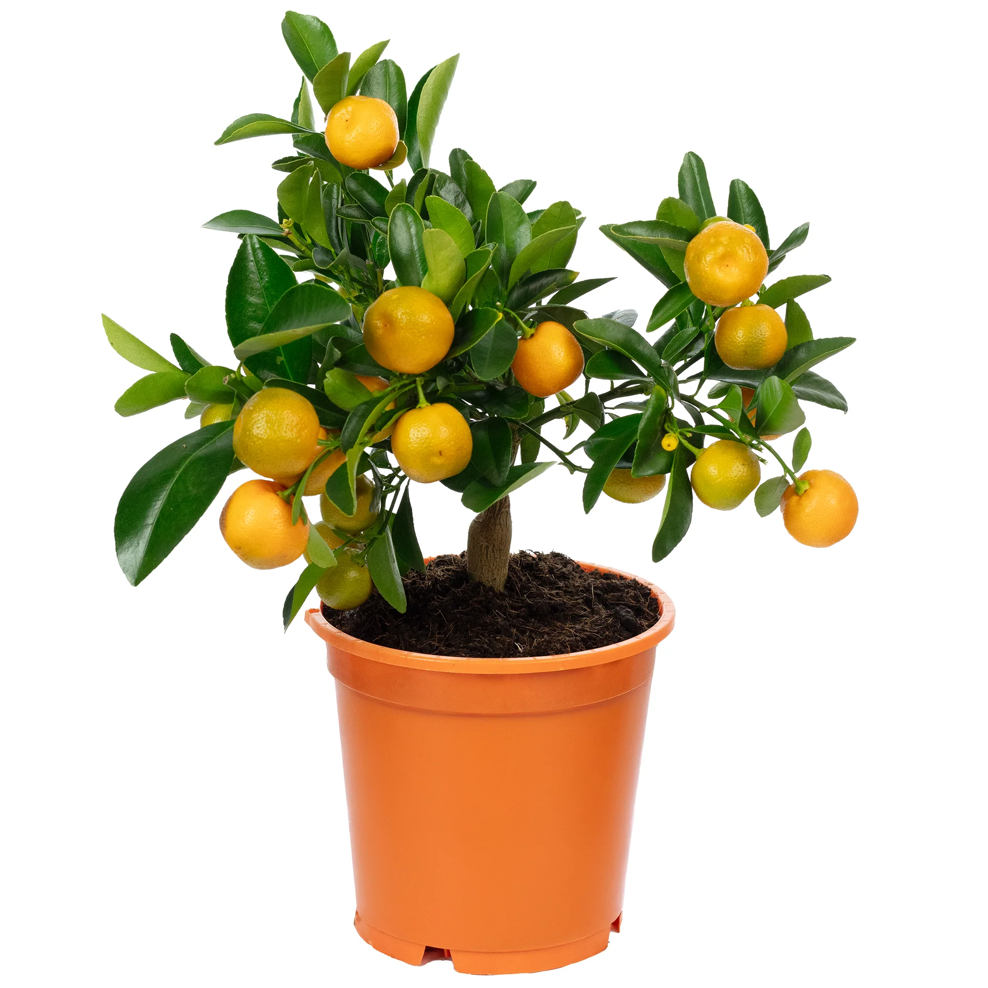 Calamondinorange - Citrofortunella microcarpa - Höhe ca. 30 cm, Topf-Ø 14 cm