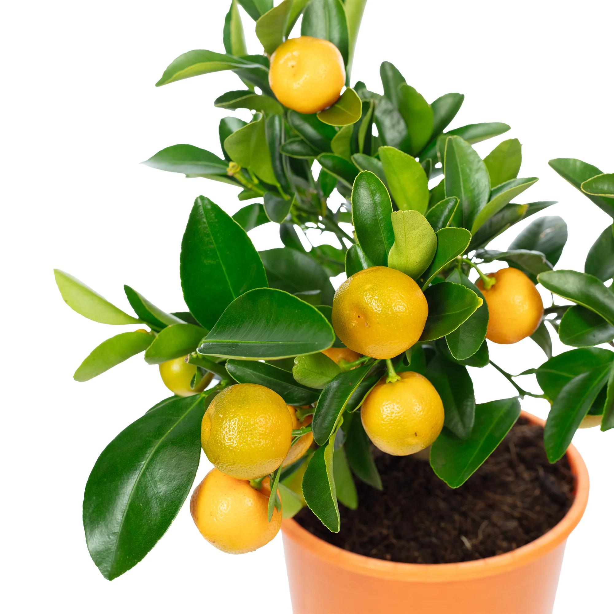 Calamondinorange - Citrofortunella microcarpa - Höhe ca. 30 cm, Topf-Ø 14 cm - Image 2