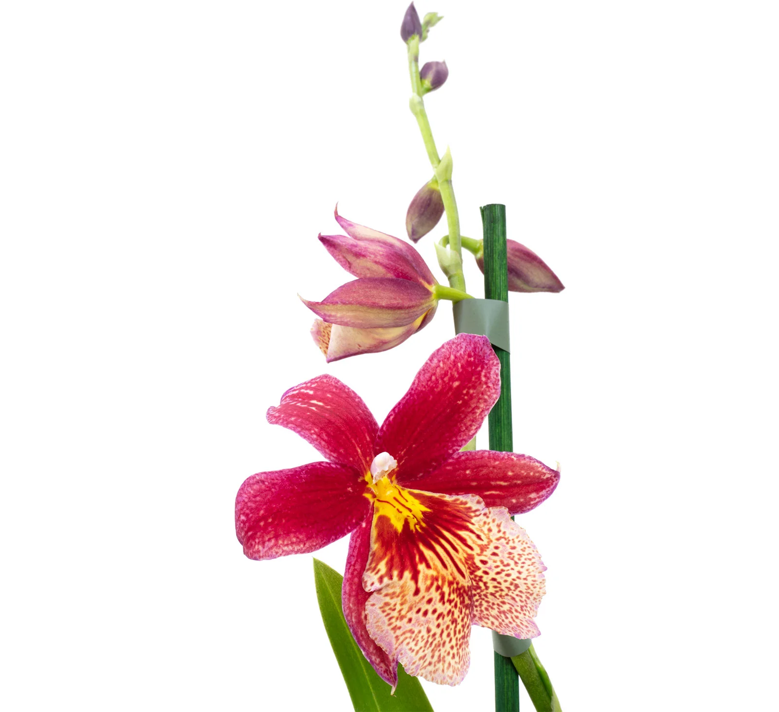Cambria-Orchidee 2-Trieber rot - Cambria Nelly Isler - Höhe ca. 55 cm, Topf-Ø 12 cm - Image 2