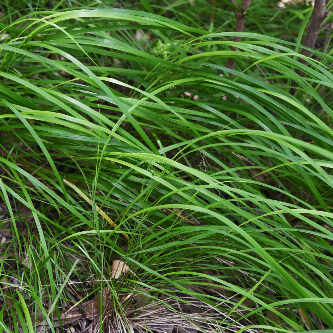 Carex morrowii - Laîche japonaise - Pot de 9 cm - Hauteur de 10-25 cm - Ensemble de 24 plantes - Image 3