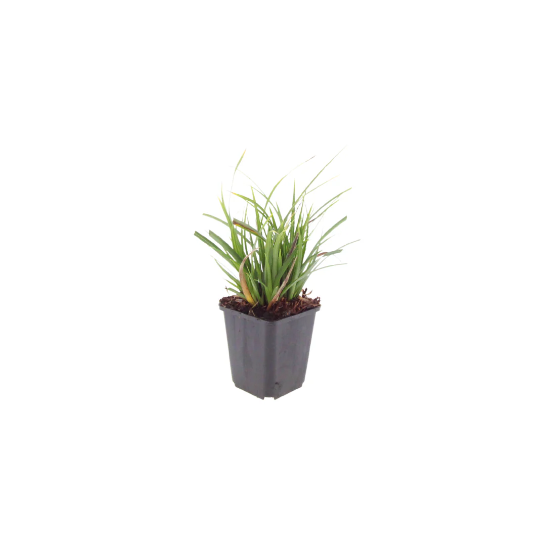 Carex morrowii - Laîche japonaise - Pot de 9cm - 10-25cm de haut - Ensemble de 48 plantes - Image 2
