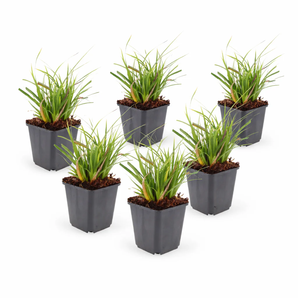 Carex morrowii - Laîche japonaise - Pot de 9cm - 10-25cm de haut - Ensemble de 6 plantes - Image 2