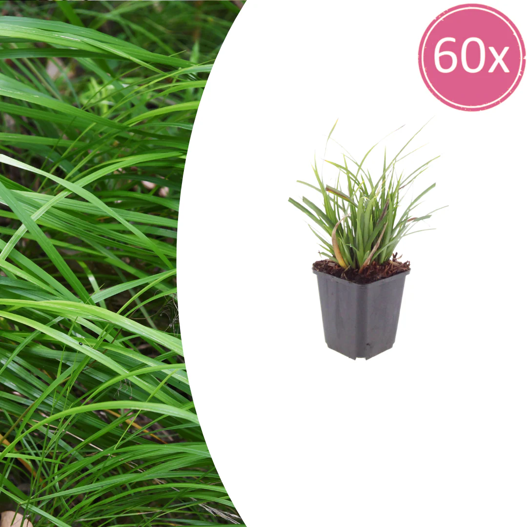 Carex morrowii - Laîche japonaise - Pot de 9 cm - 10-25 cm de haut - Ensemble de 60 plantes
