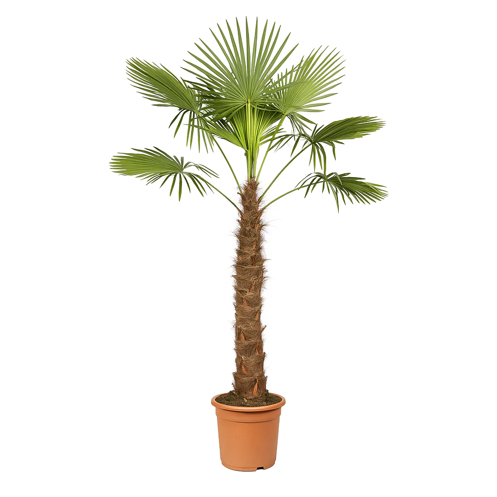 Palmier de chanvre chinois Trachycarpus fortunei 30cm pot 160-180cm de haut - Image 3