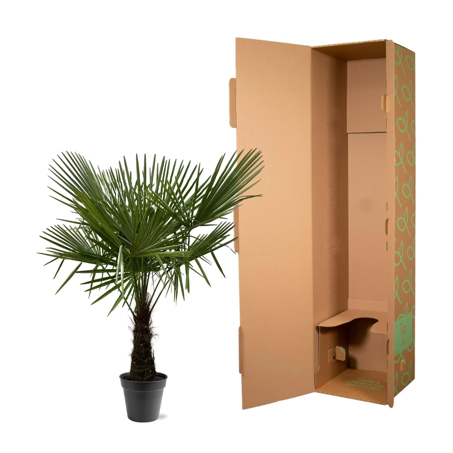 Palmier de chanvre chinois Trachycarpus fortunei 30cm pot 160-180cm de haut - Image 5
