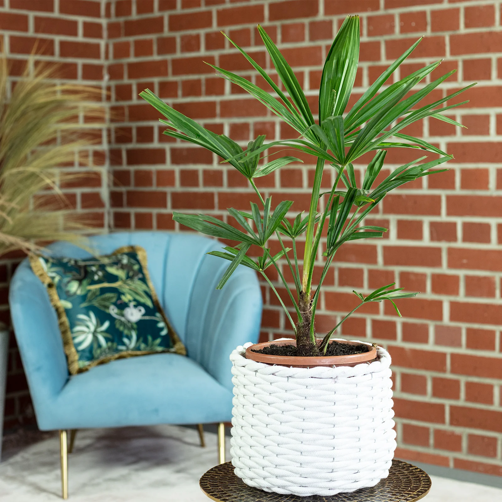 Chinesische Hanfpalme - Trachycarpus fortunei - Höhe 60 cm, Topf-Ø 21 cm - Image 2