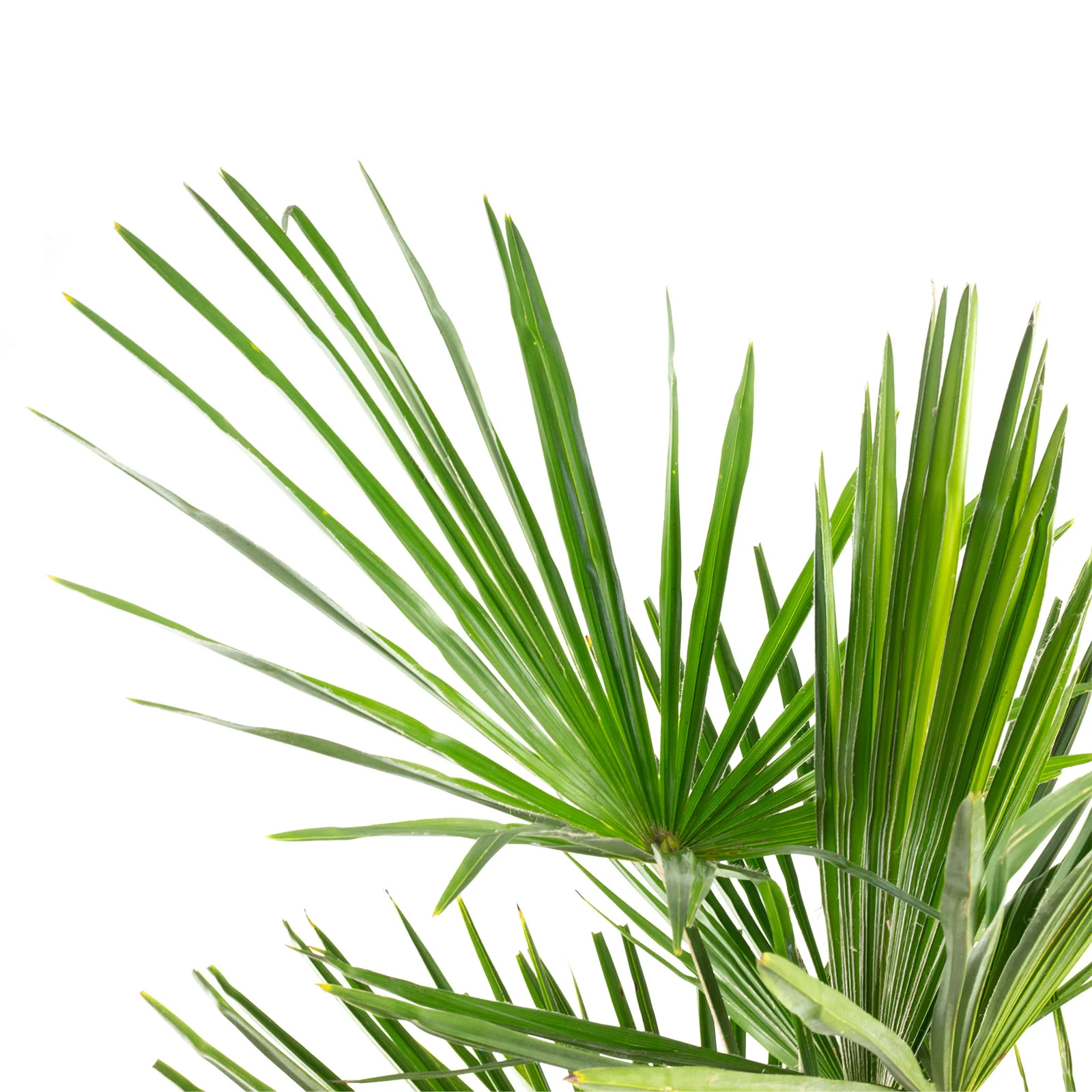 Chinesische Hanfpalme - Trachycarpus fortunei - Höhe 80 cm, Topf-Ø 26 cm - Image 2