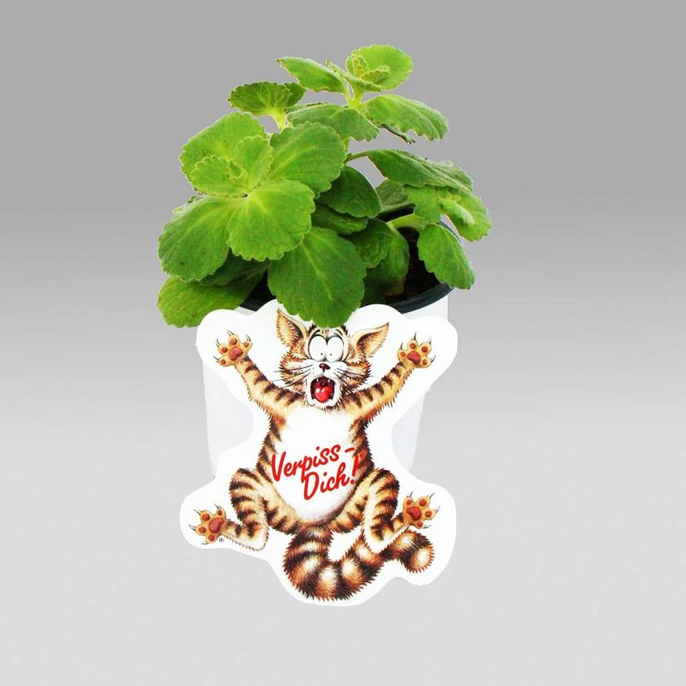 Coleus canin - Va te faire foutre - Plante - 8 plantes - Image 3