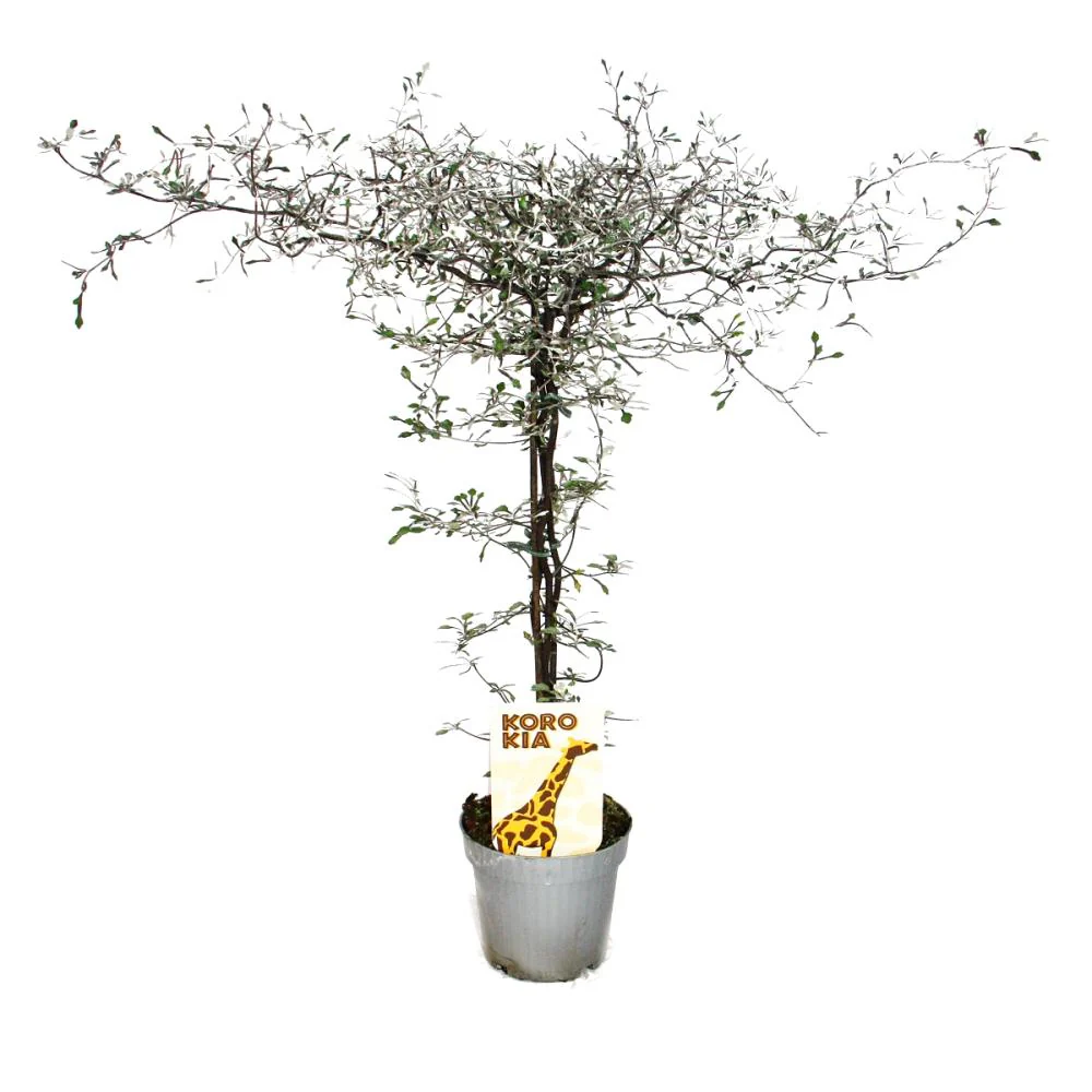 Corokia cotoneaster - arbuste en zigzag - arbre à cordes