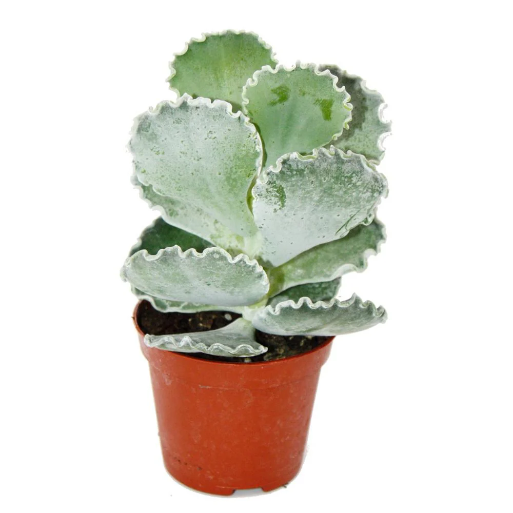 Cotyledon undulata - Silberkrone - Muschel-Sukkulente - im 8,5cm Topf - Image 3
