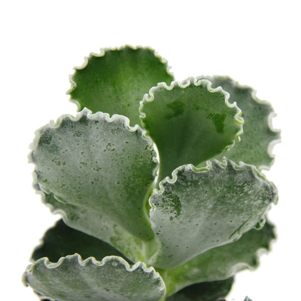 Cotyledon undulata - Silberkrone - Muschel-Sukkulente - im 8,5cm Topf - Image 4