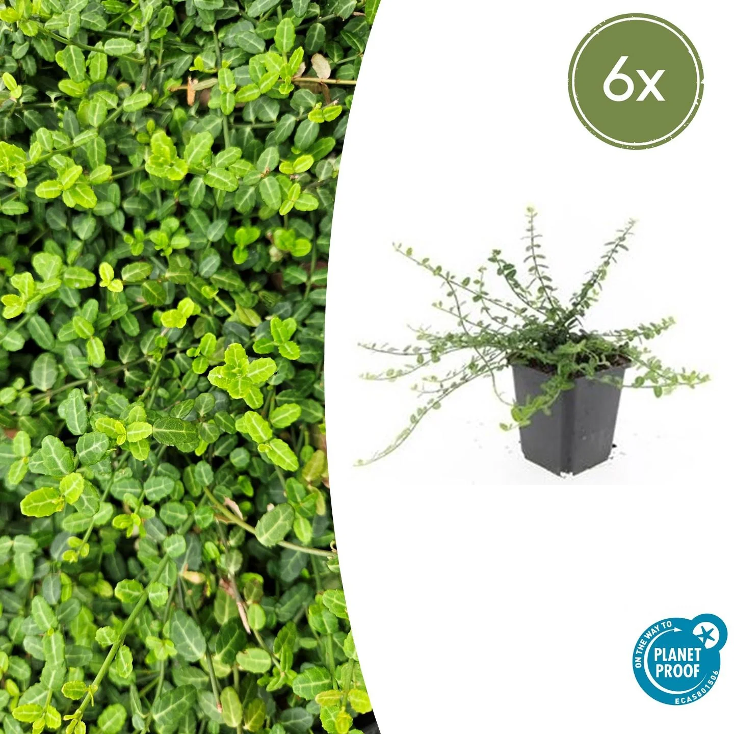 Bodendecker - Kriechspindel - Euonymus fortunei 'Minimus' - 9cm Topf - Set mit 6 Pflanzen - Image 2