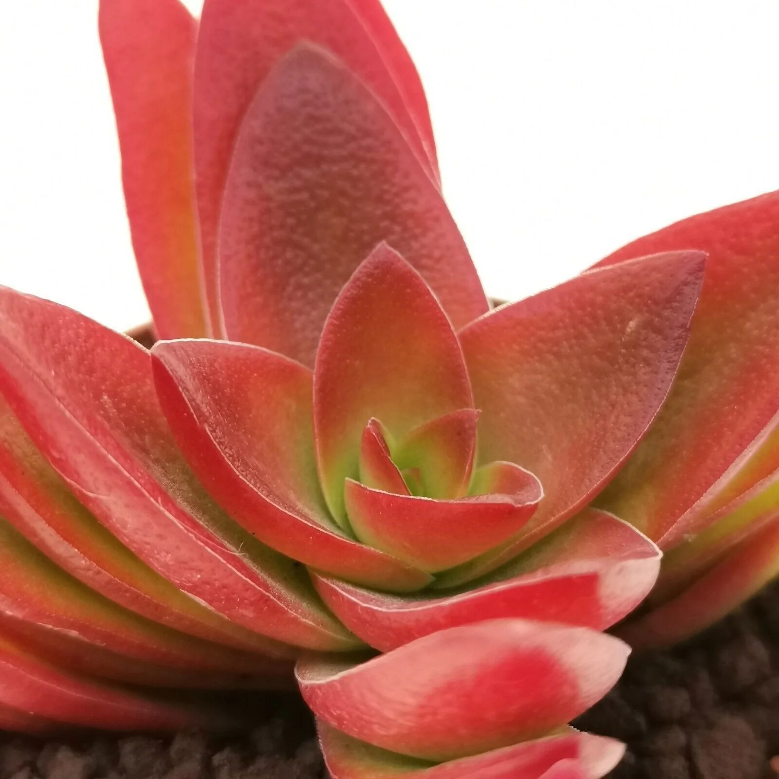 Crassula capitella "Campfire" - brennendes Dickblatt - Rarität - 6,5cm Topf - 15cm hoch - Image 5