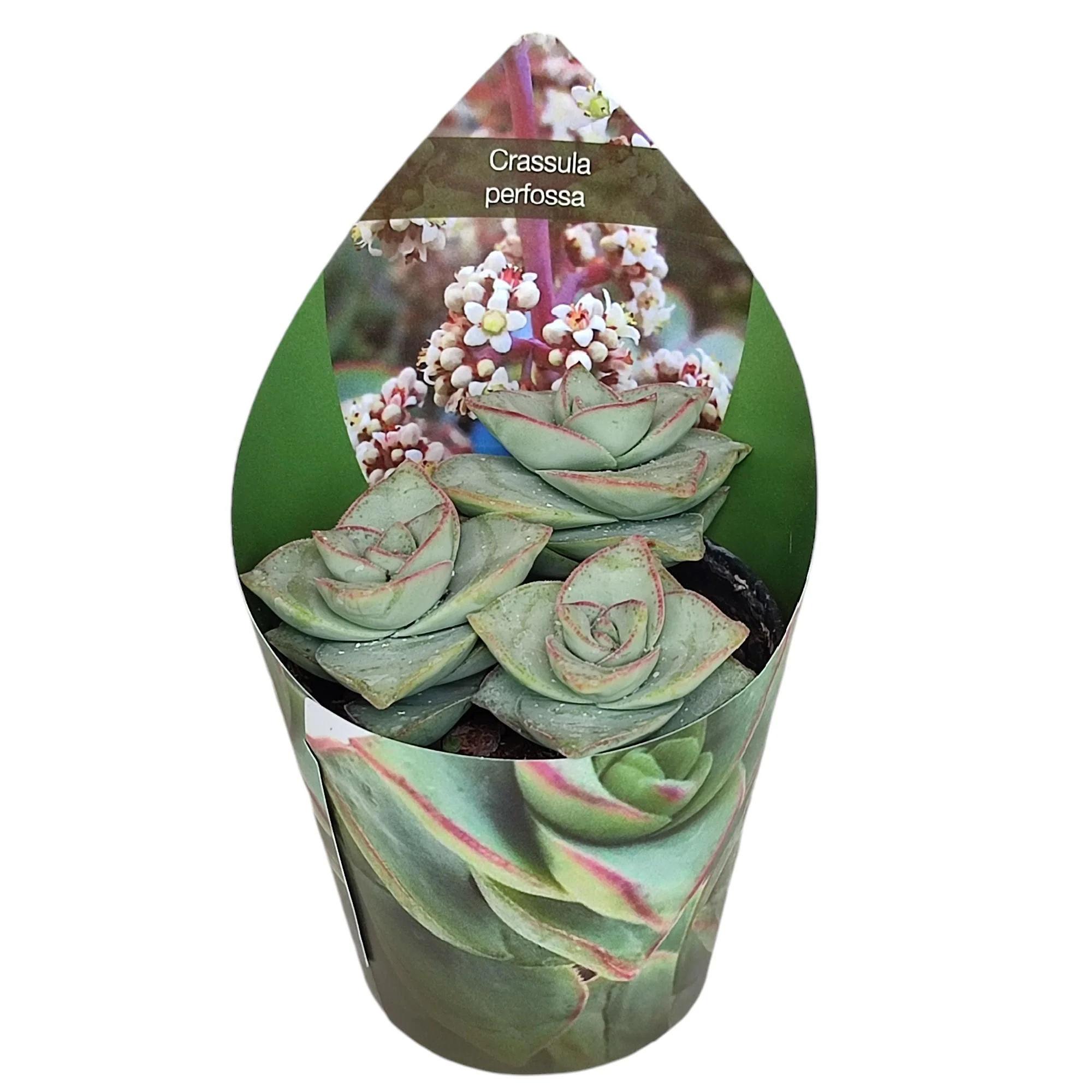Crassula perfosa - seltenes Dickblattgewächs - Rarität - 6,5cm Topf - 15cm hoch