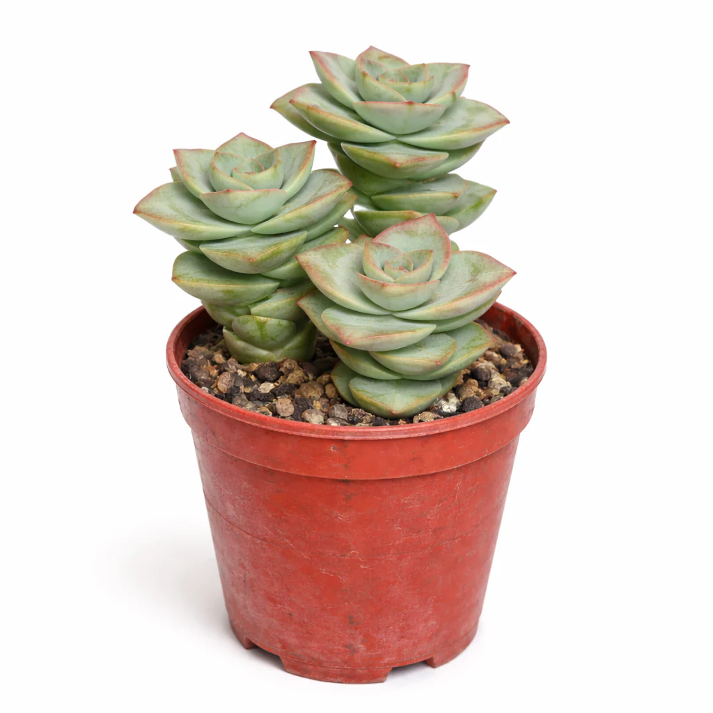 Crassula perfosa - seltenes Dickblattgewächs - Rarität - 6,5cm Topf - 15cm hoch - Image 2