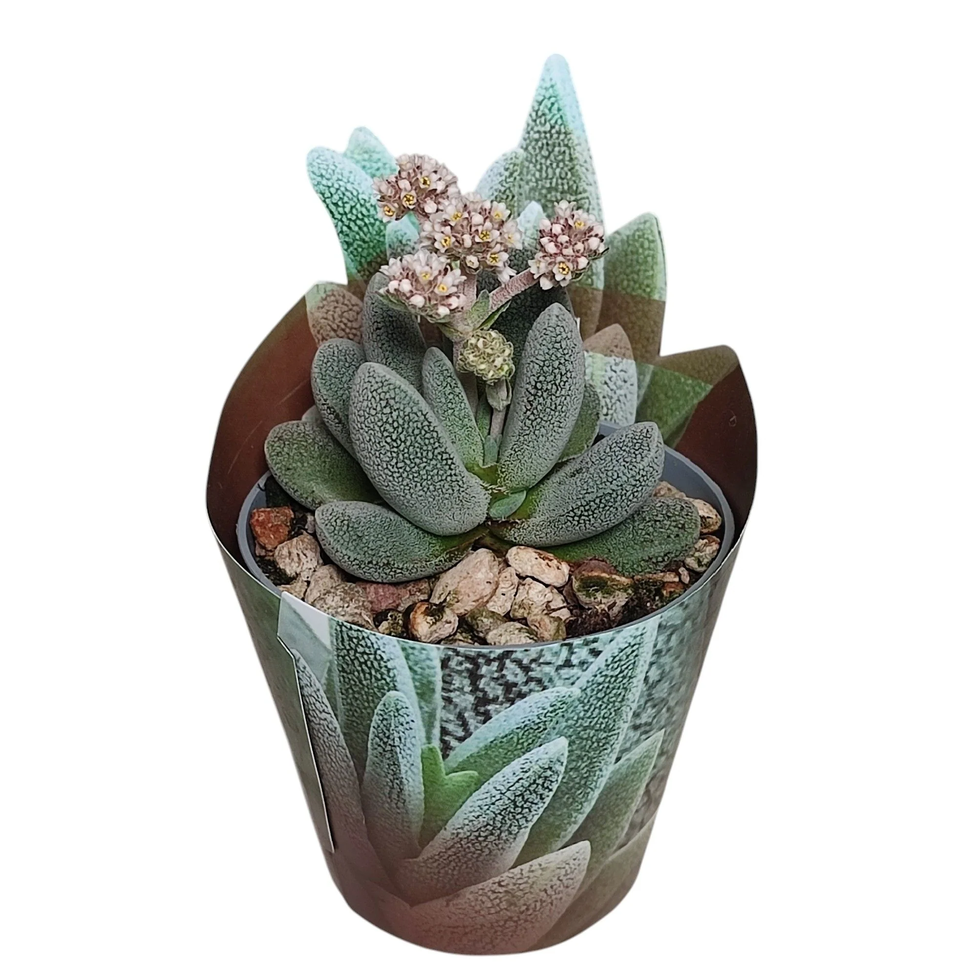 Crassula tecta - Eidechsenhaut-Dickblatt - Rarität - 6,5cm Topf - 15cm hoch