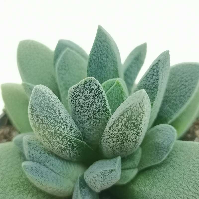 Crassula tecta - Eidechsenhaut-Dickblatt - Rarität - 6,5cm Topf - 15cm hoch - Image 3