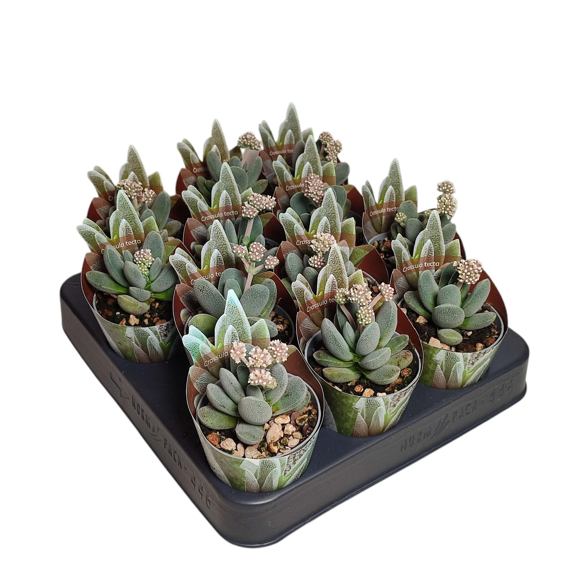 Crassula tecta - Eidechsenhaut-Dickblatt - Rarität - 6,5cm Topf - 15cm hoch - Image 4