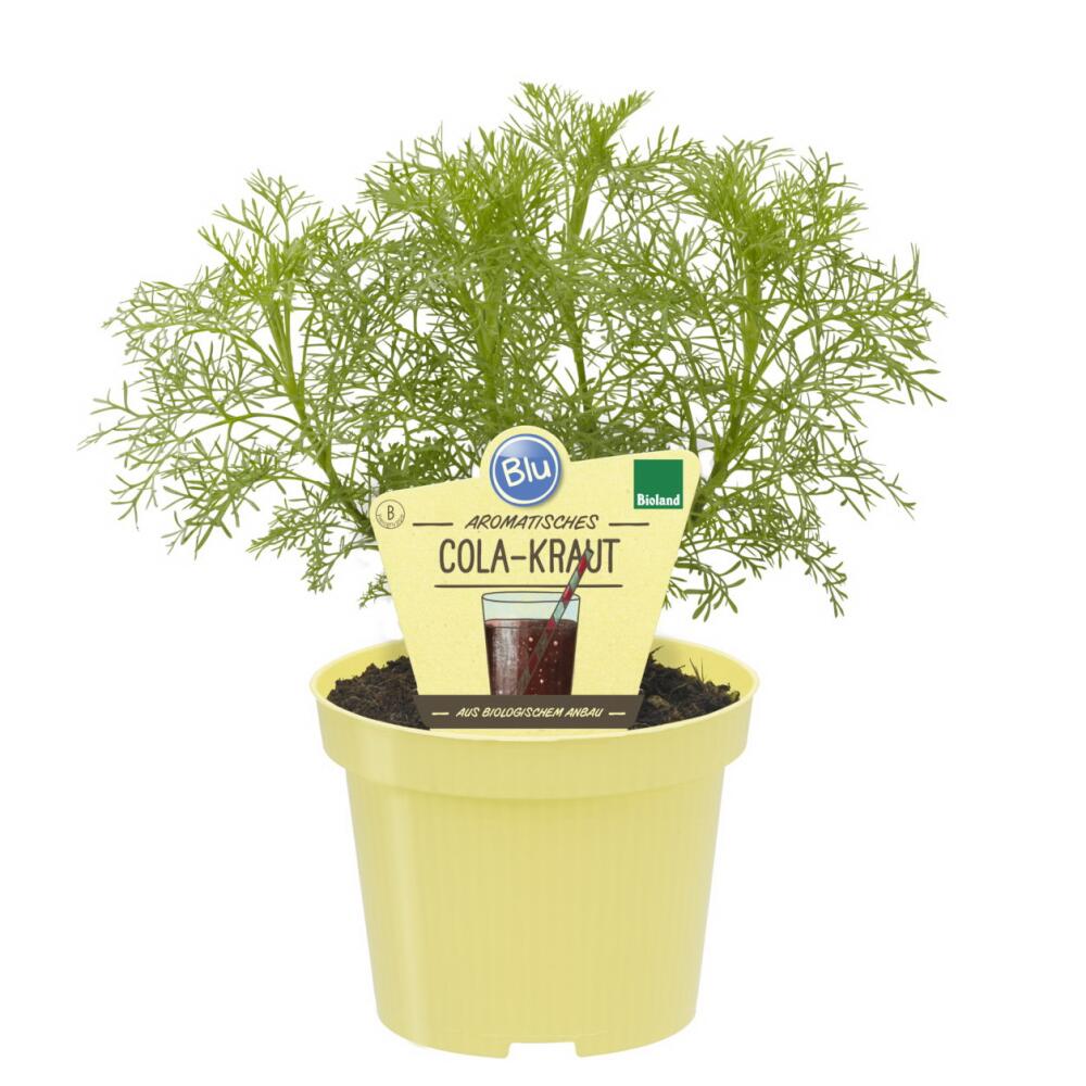 Cola-Kraut in BIO-Qualität - Artemisia abrotanum var. maritima - Kräuterpflanze im 12cm Topf