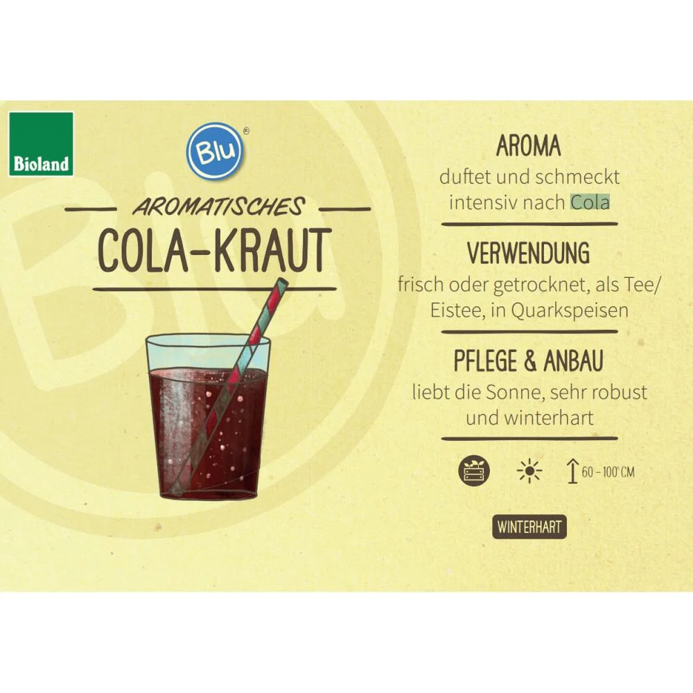 Cola-Kraut in BIO-Qualität - Artemisia abrotanum var. maritima - Kräuterpflanze im 12cm Topf - Image 2