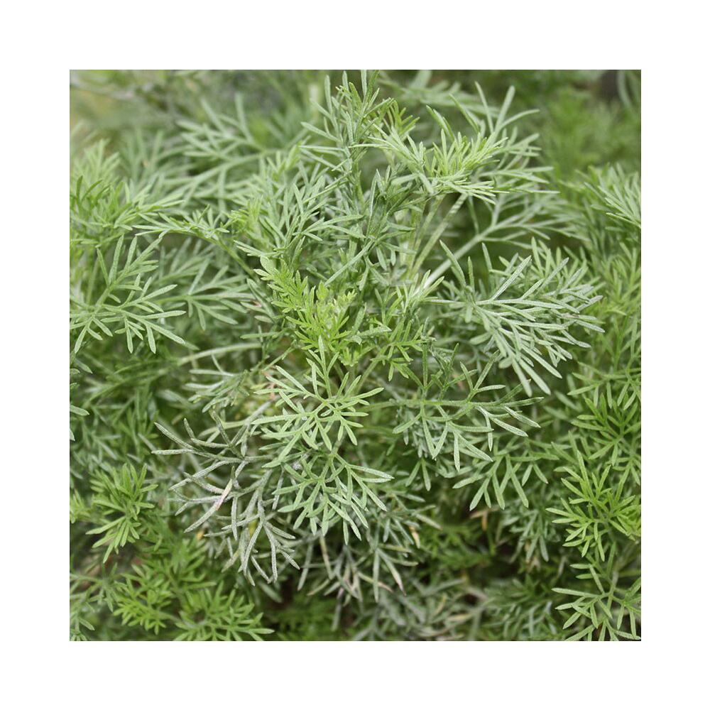 Cola-Kraut in BIO-Qualität - Artemisia abrotanum var. maritima - Kräuterpflanze im 12cm Topf - Image 3