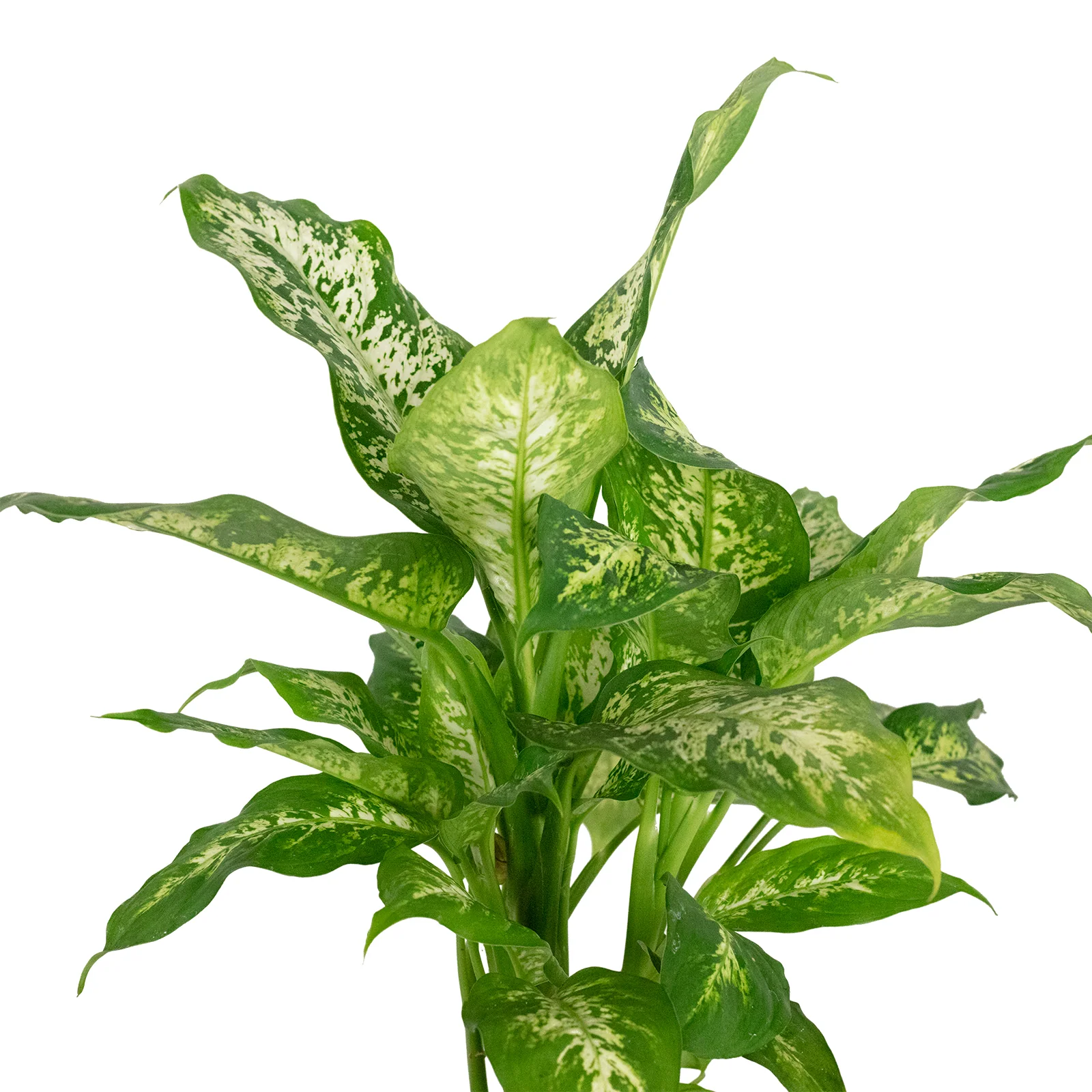 Dieffenbachie 'Compacta' - Dieffenbachia - Höhe ca. 50 cm, Topf-Ø 17 cm - Image 2