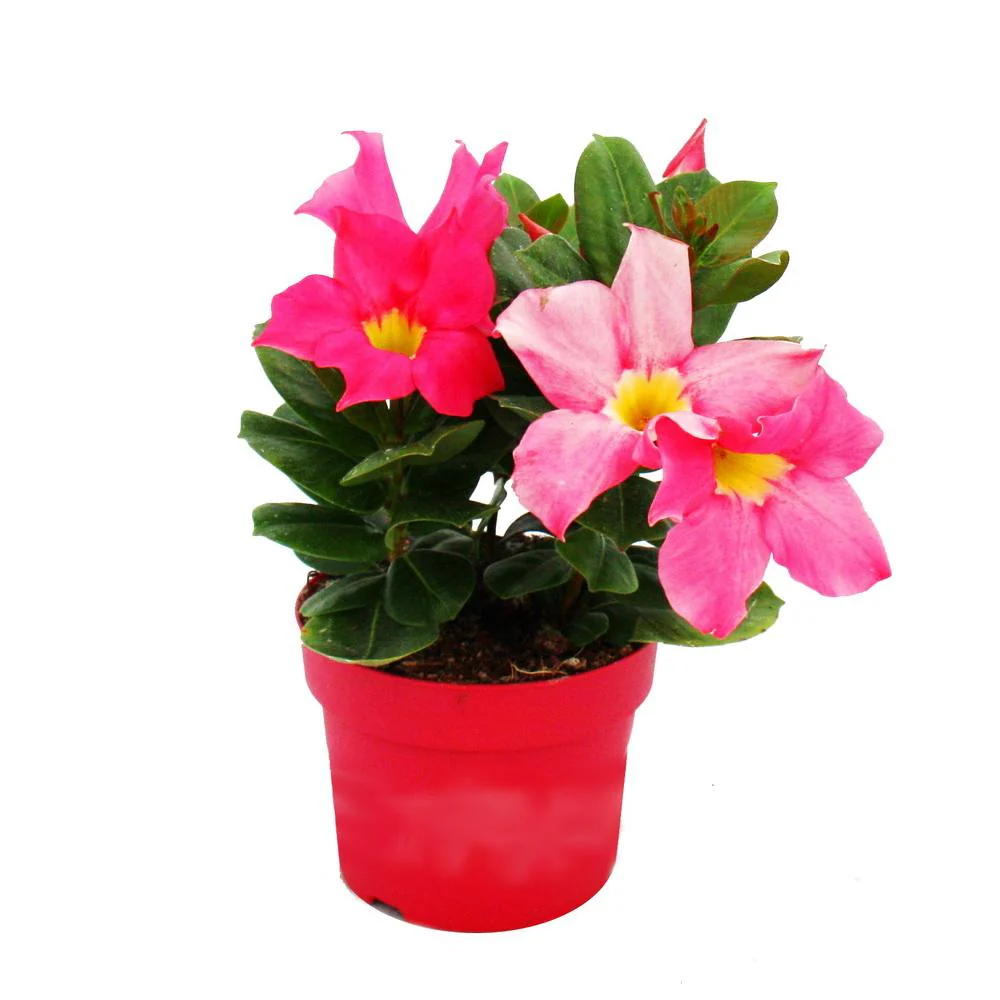 Dipladenia - Chilenischer Jasmin - 10cm Topf - 1 Pflanze - rosa - Image 2