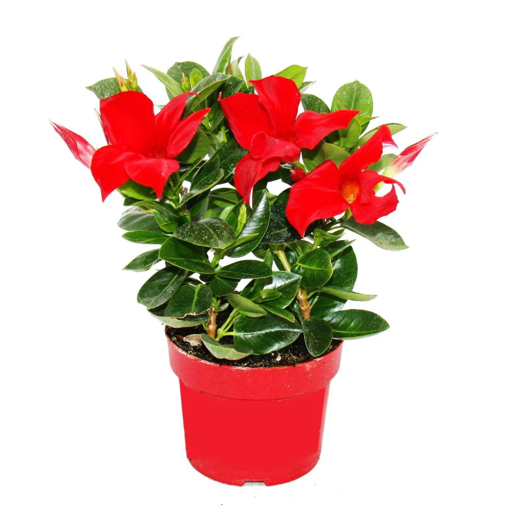 Dipladenia - Chilenischer Jasmin - 10cm Topf - 1 Pflanze - rot - Image 2