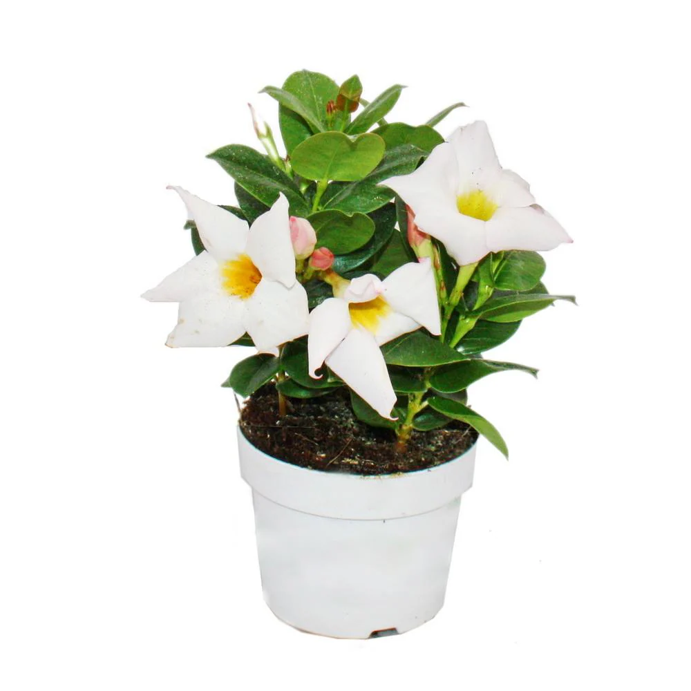 Dipladenia - Chilenischer Jasmin - 10cm Topf - Set mit 3 Pflanzen - Farb-Mix - Image 4