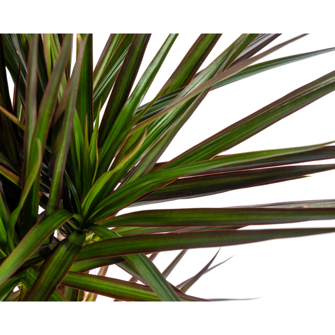 Dracaena Marginata Magenta 17cm Topf - Höhe 50-70cm - Image 3
