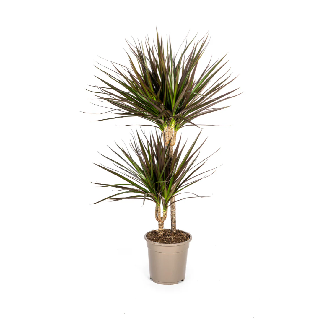 Dracaena Marginata Magenta 19cm Topf - Höhe 70-90cm