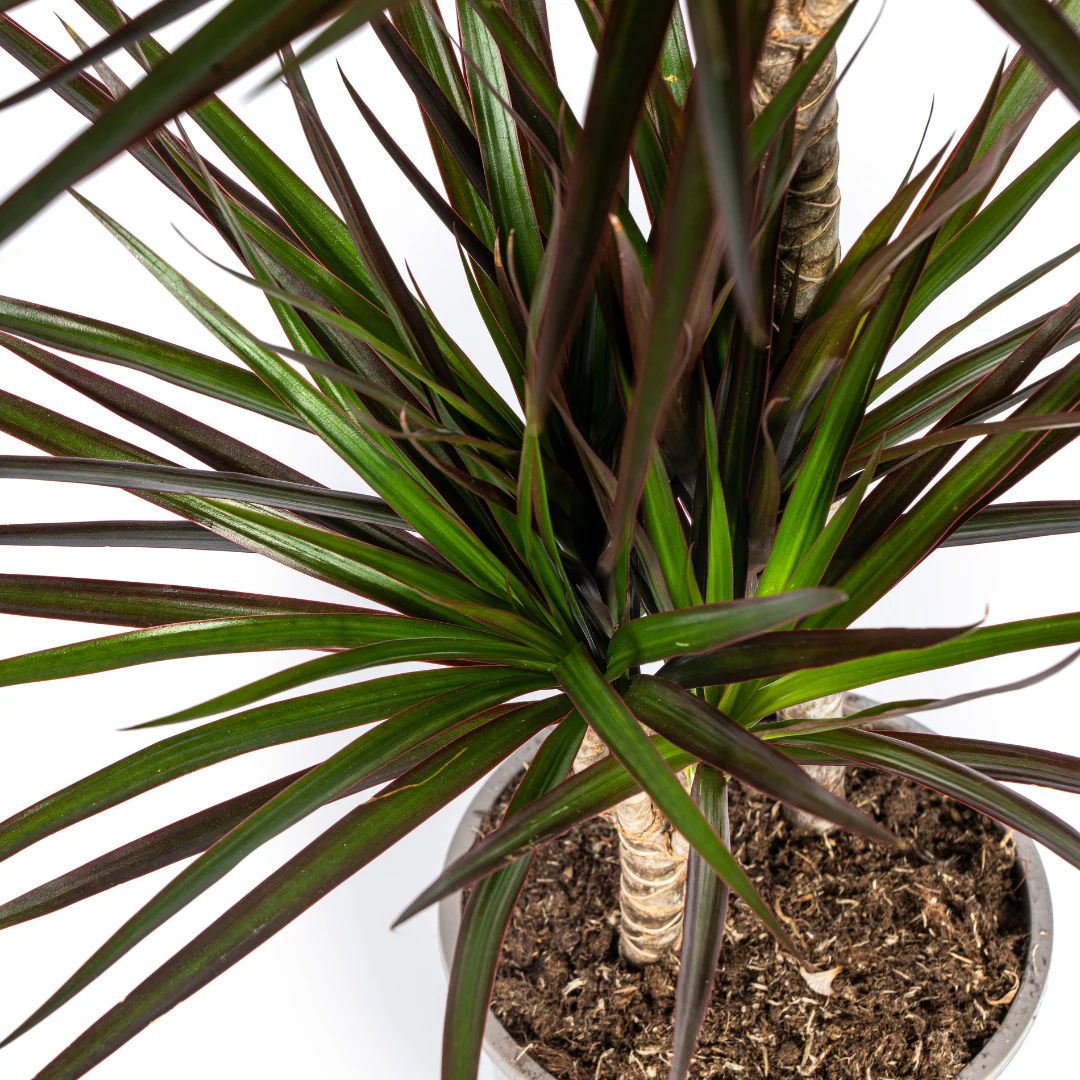 Dracaena Marginata Magenta 19cm Topf - Höhe 70-90cm - Image 2