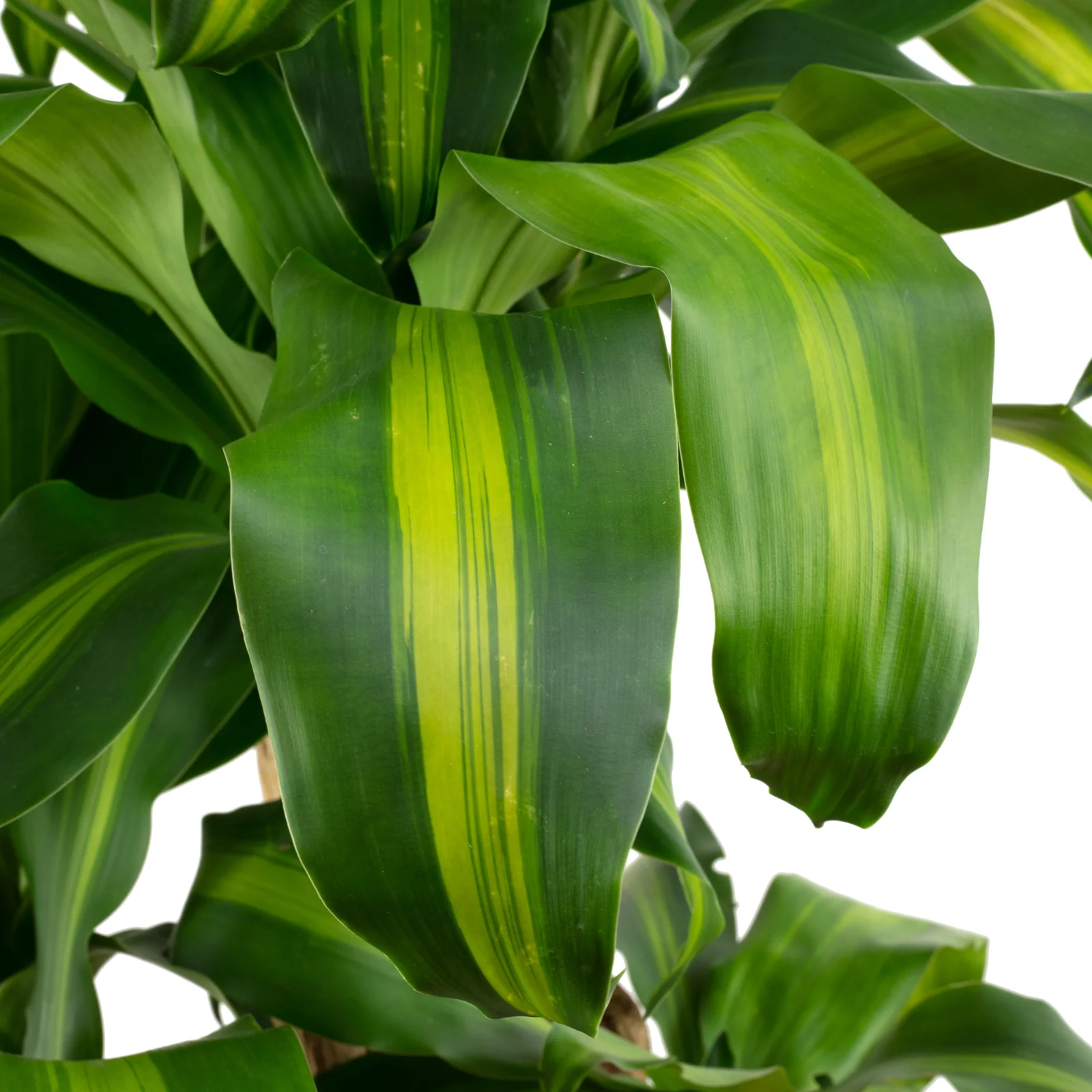 Drachenbaum 3-Stamm - Dracaena fragrans massangeana - Höhe ca. 120 cm, Topf-Ø 27 cm - Image 3