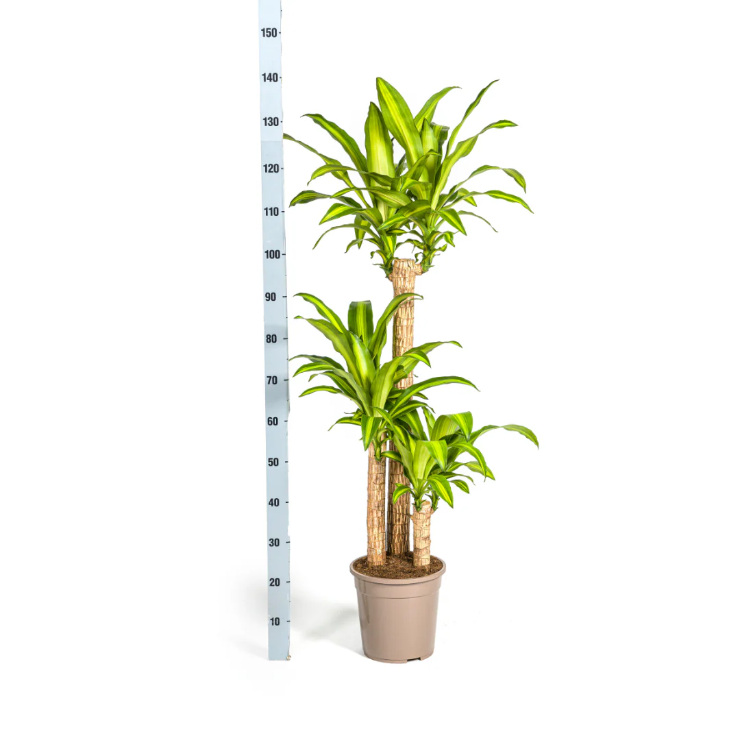 Drachenbaum - Dracaena fragrans massangeana - 24cm Topf - ca. 130-150cm hoch