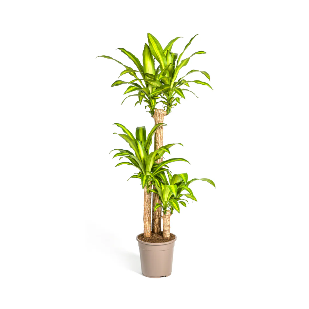 Drachenbaum - Dracaena fragrans massangeana - 24cm Topf - ca. 130-150cm hoch - Image 2