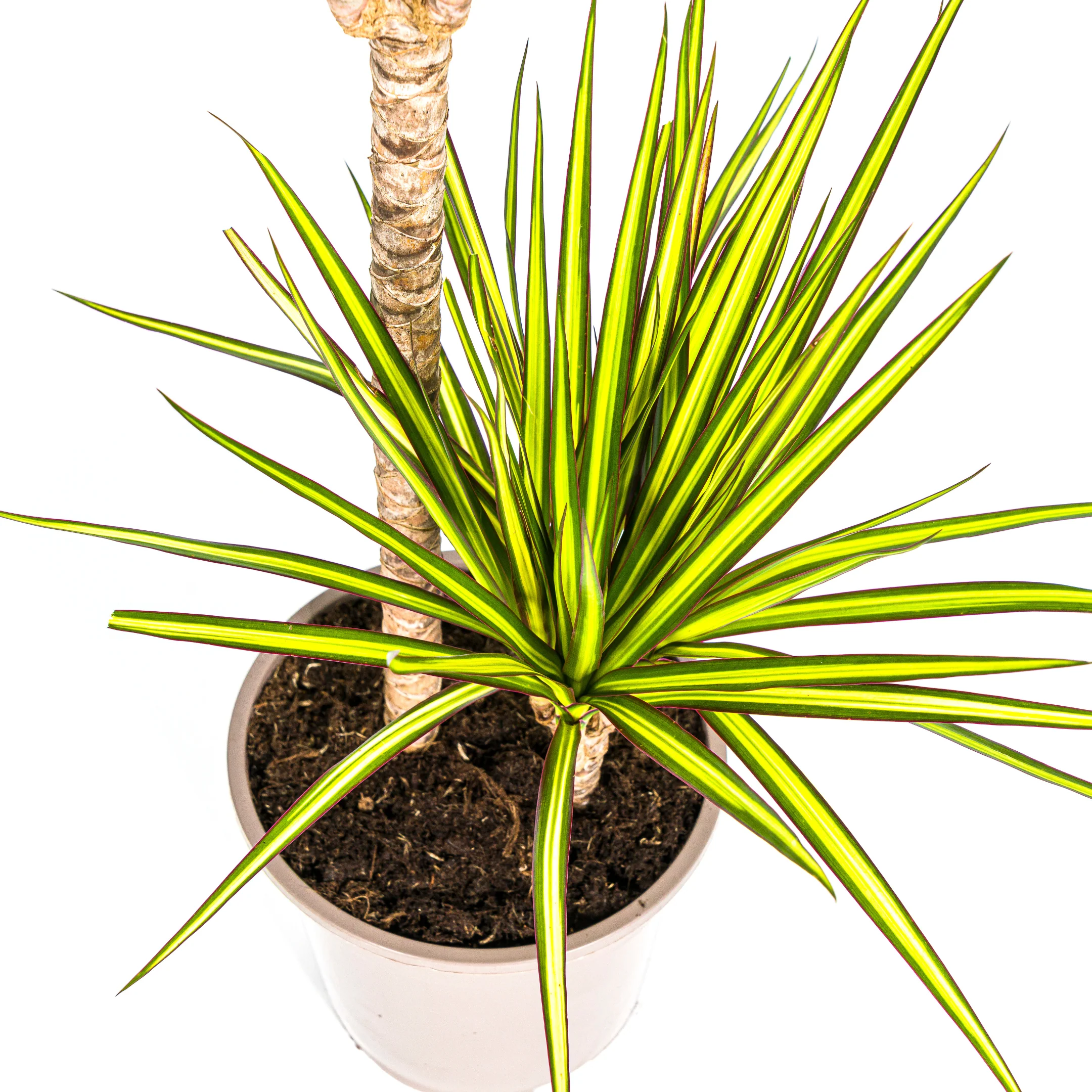 Dracaena marginata "Sunray" - Rayon de soleil - hauteur 130-150cm - Image 12