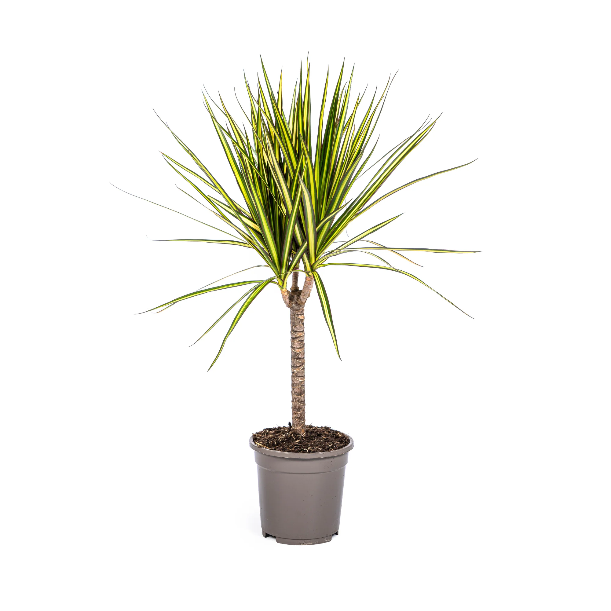 Dracaena marginata "Sunray" - Rayon de soleil - hauteur 130-150cm - Image 3