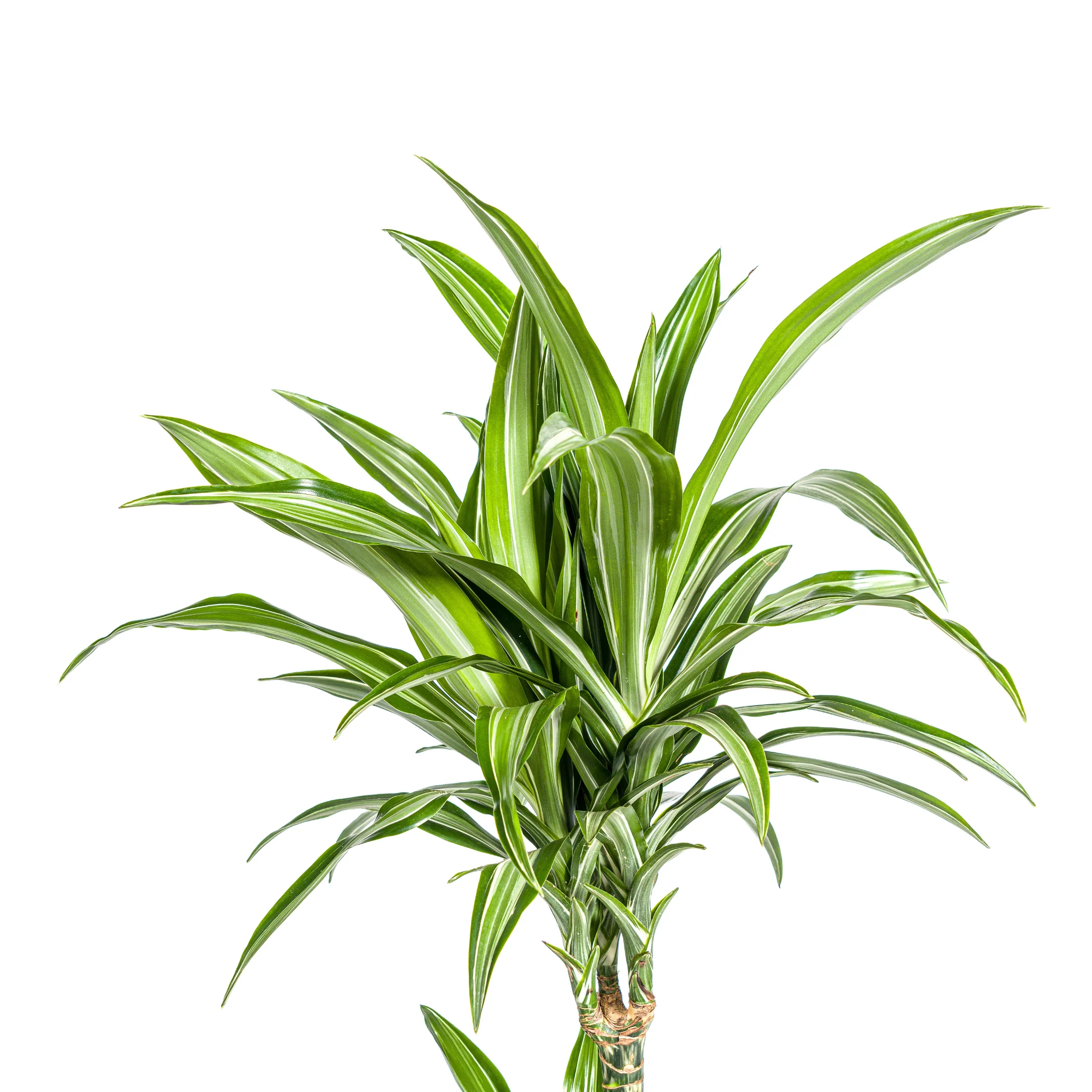 Drachenbaum - Drachenlilie - Dracaena deremensis White Stripe - 70-90cm hoch - Image 10