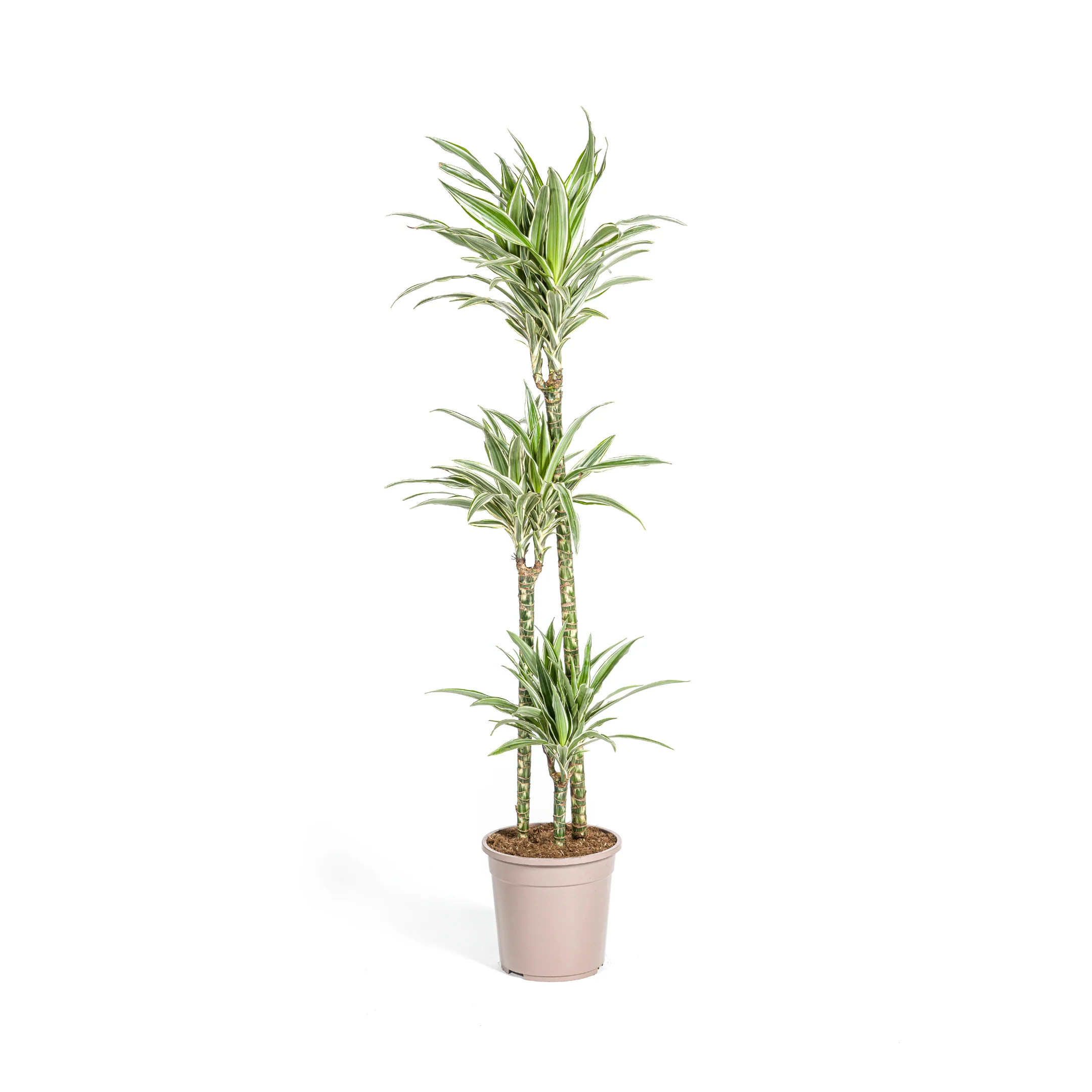 Drachenbaum - Drachenlilie - Dracaena deremensis White Stripe - 70-90cm hoch - Image 3