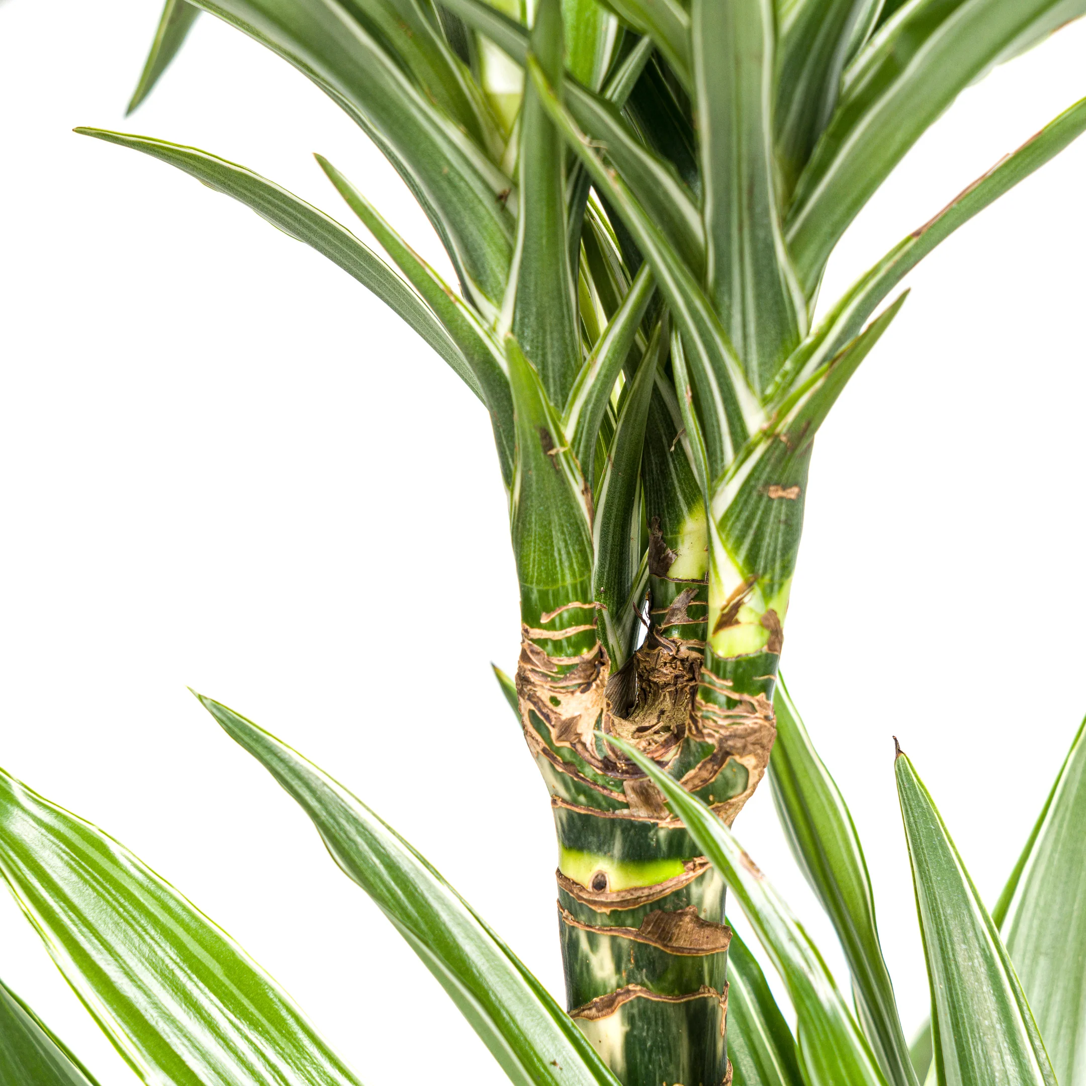 Drachenbaum - Drachenlilie - Dracaena deremensis White Stripe - 70-90cm hoch - Image 7