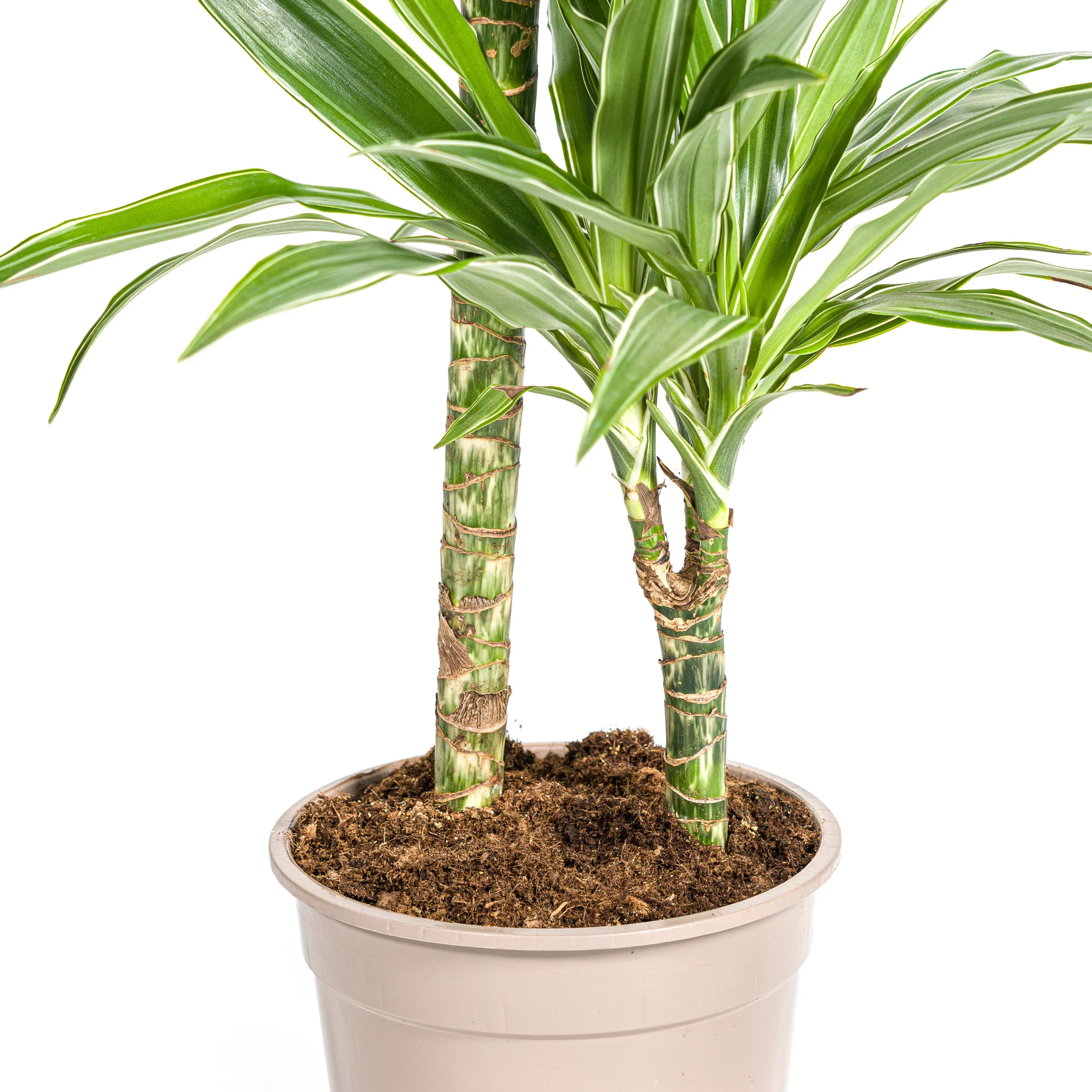 Drachenbaum - Drachenlilie - Dracaena deremensis White Stripe - 70-90cm hoch - Image 8