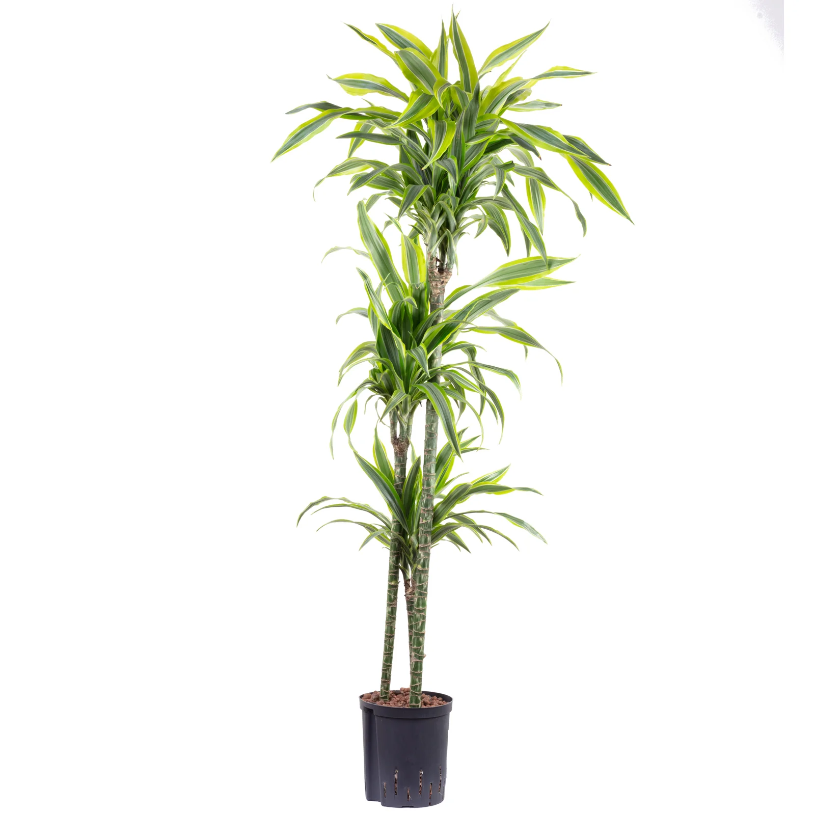 Drachenbaum in Hydrokultur - Dracaena lemon lime - Höhe ca. 140 cm, Topf-Ø 18 cm