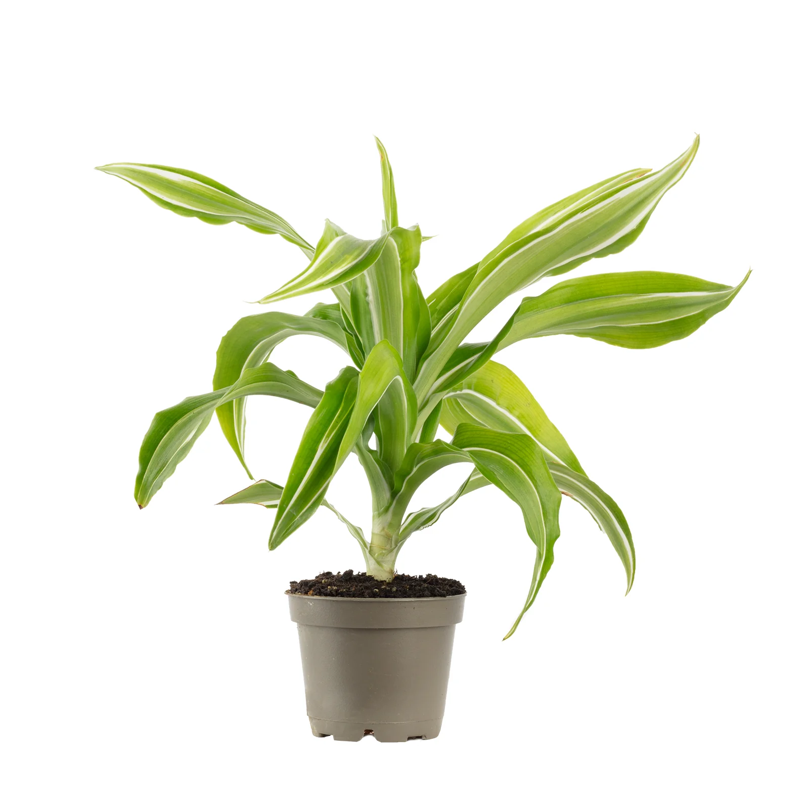 Drachenbaum Kanzi - Dracaena Fragrans Kanzi - Höhe ca. 12 cm, Topf-Ø 6 cm