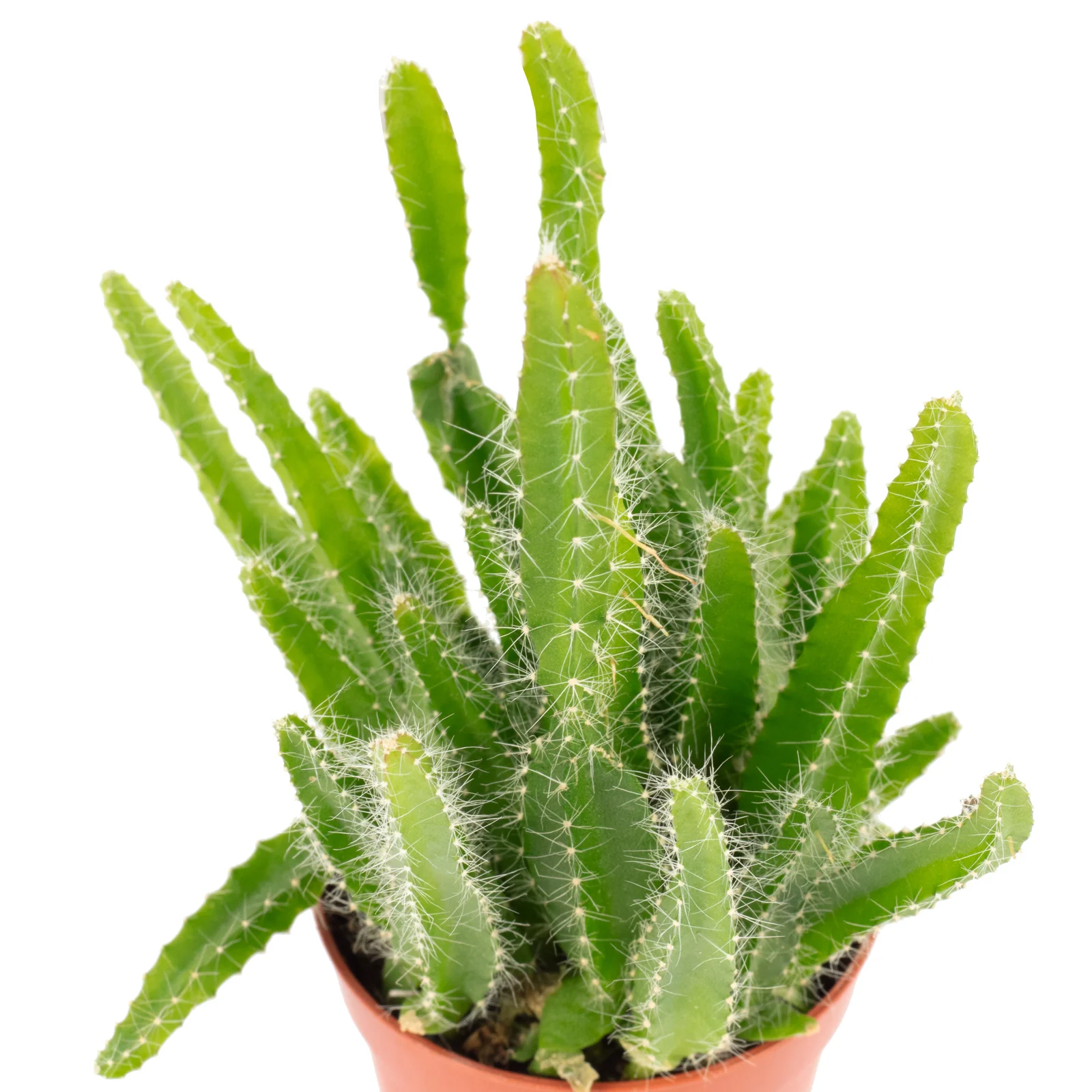 Drachenfrucht "Smit Bambino" - Hylocereus undatus - Höhe ca. 10 cm, Topf-Ø 5,5 cm - Image 2