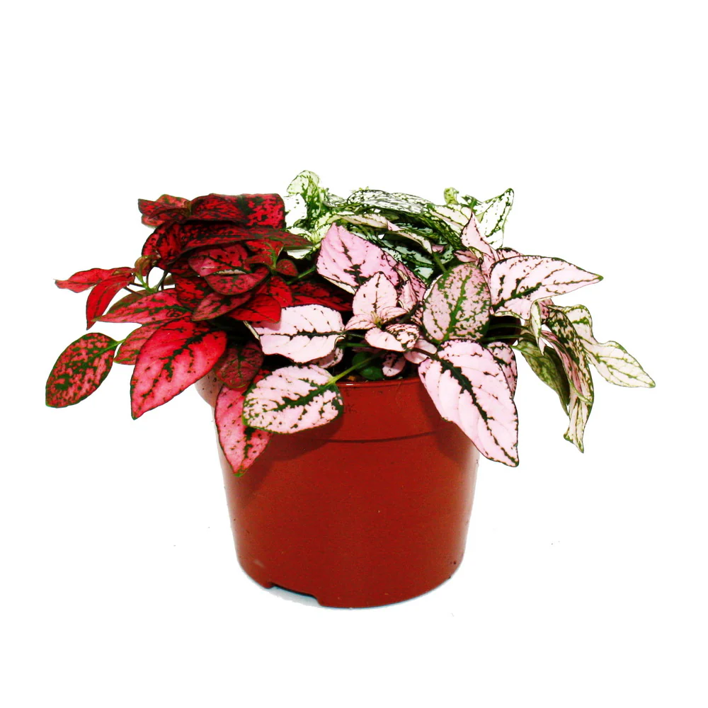 Dreifarbige Punktblume- Hypoestes phyllostachya - 12cm Topf - mit drei verschiedenen Farben - Image 2