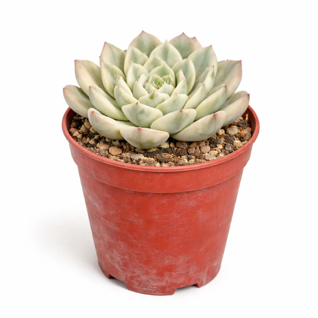 Echeveria "Moon Fairy" variegata - seltene Echeverie - Rarität - 6,5cm Topf - 15cm hoch - Image 2
