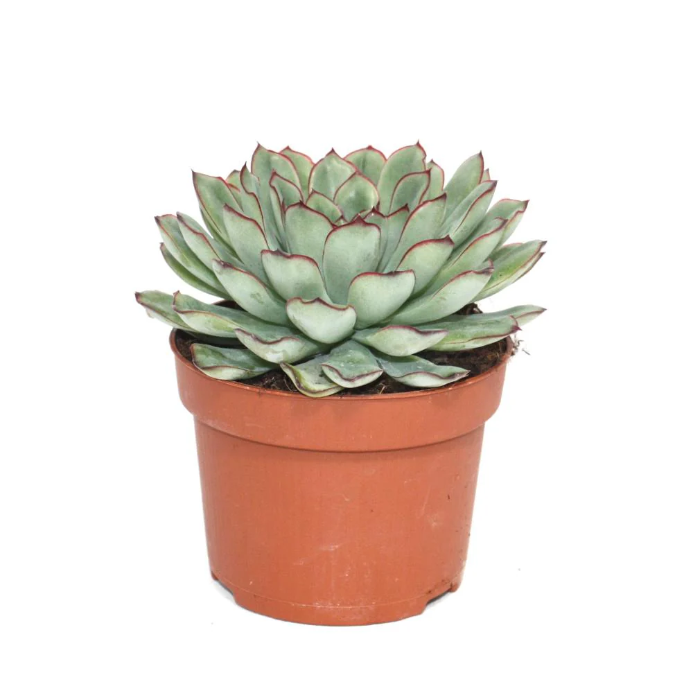 Echeveria pulidonis - grosse Pflanze im 12cm Topf - Image 2